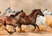 Test Caballo blanco