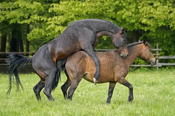 Test Caballo blanco