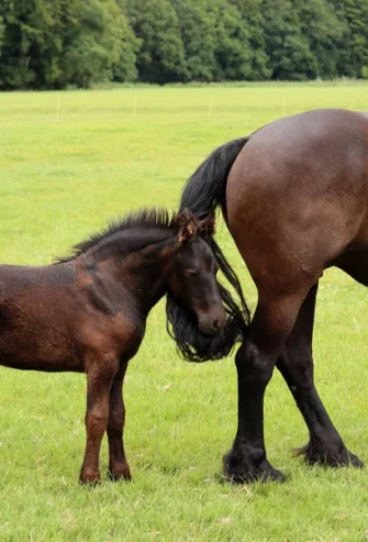 Test Caballo blanco